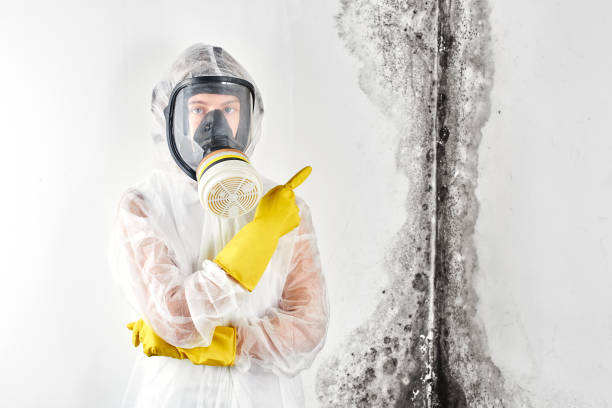 Best Basement Mold Removal in Monroe, UT